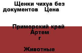Щенки чихуа без документов › Цена ­ 3 000 - Приморский край, Артем г. Животные и растения » Собаки   
